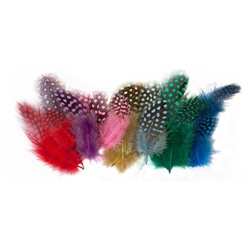 EC Guinea Fowl Feathers Assorted